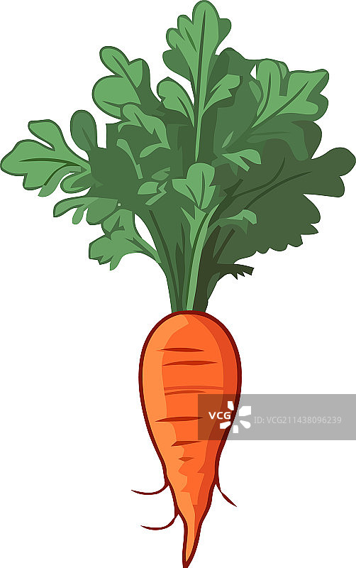 新鲜有机胡萝卜，健康素食之选图片素材