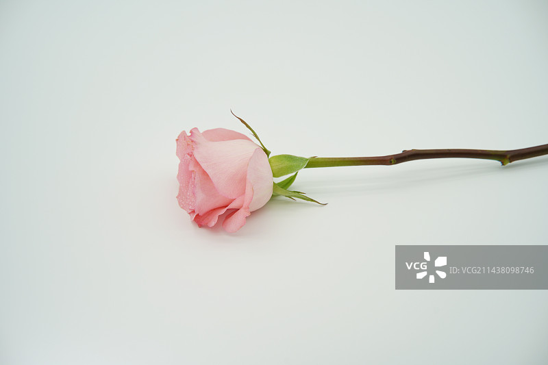 白色背景下粉红色玫瑰的特写镜头图片素材