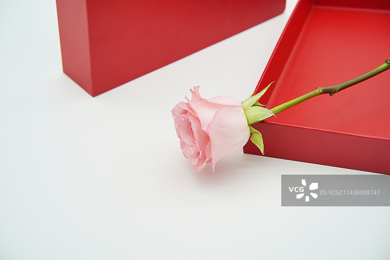 白色背景上的玫瑰和礼品盒特写镜头图片素材