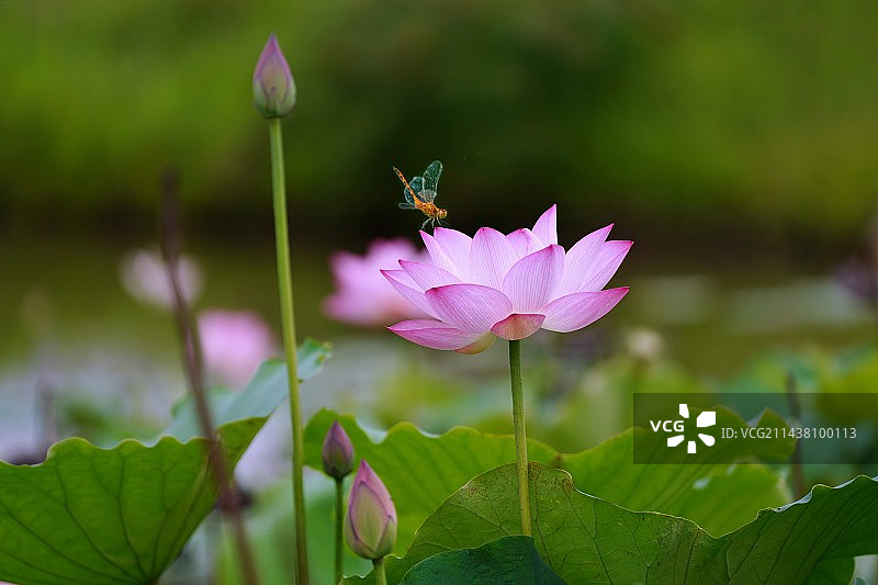 夏荷 拍摄于福建省漳州市四季花海公园图片素材