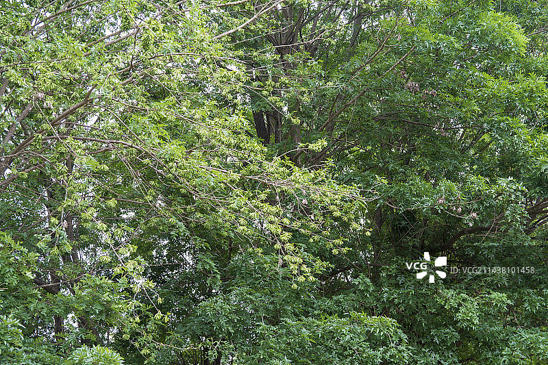 京山市虎爪山对节白蜡天然林保护区图片素材