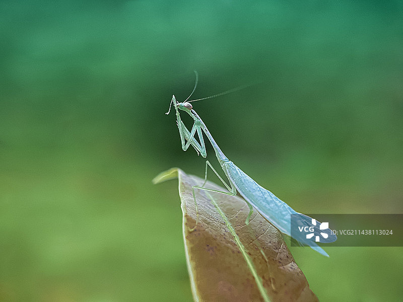 骄傲的螳螂公主图片素材
