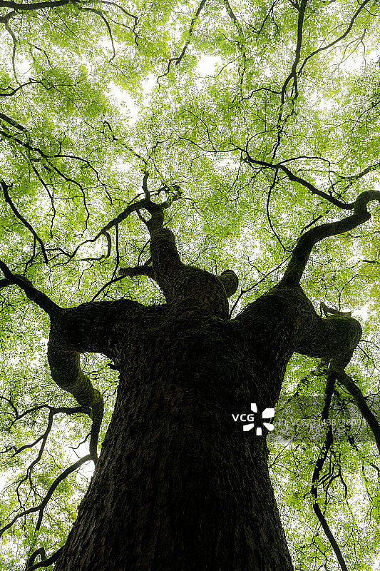 韶关云门寺的香樟树图片素材