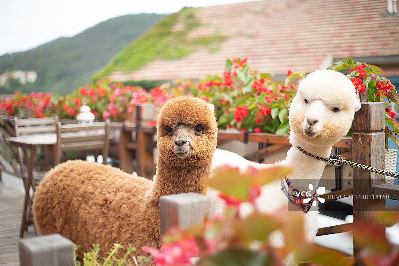 羊驼室外图片图片素材