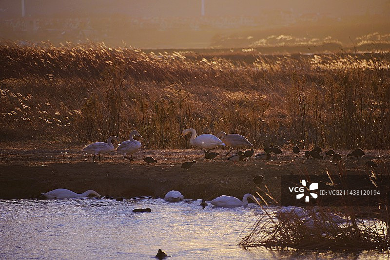 山东威海荣城天鹅图片素材