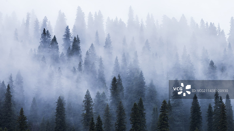 森林里的树木顶着天空图片素材