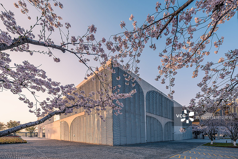 龙美术馆 上海樱花 上海春天 城市樱花图片素材