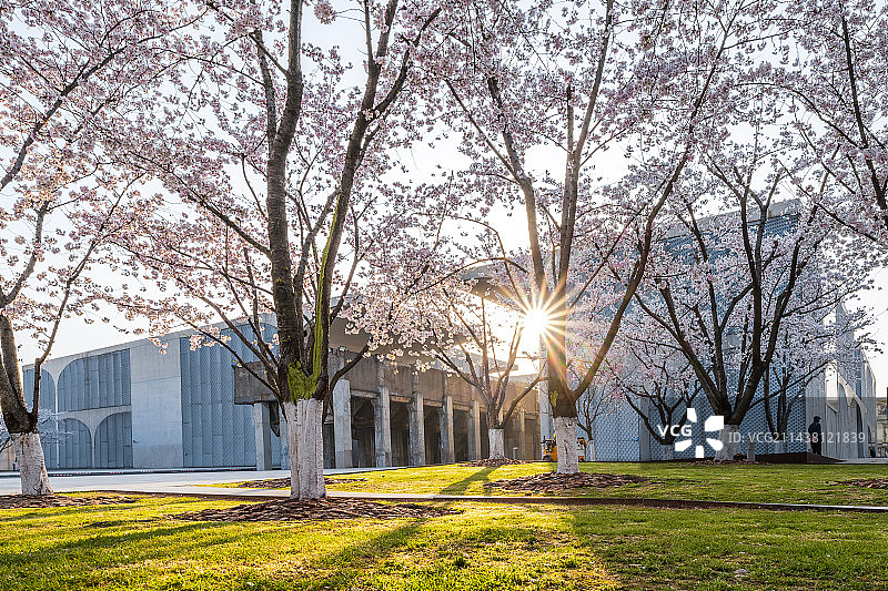 龙美术馆 上海樱花 上海春天 城市樱花图片素材