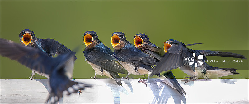 嗷嗷待哺（家燕）图片素材