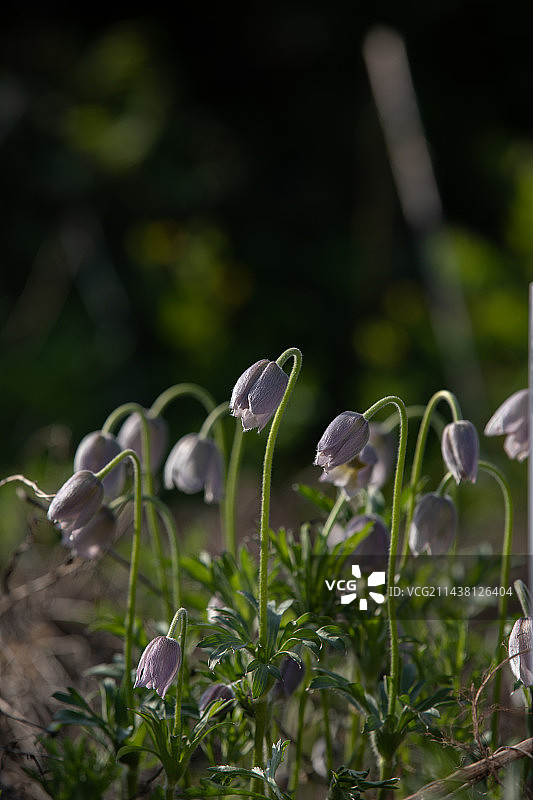 长白山野花白头翁图片素材