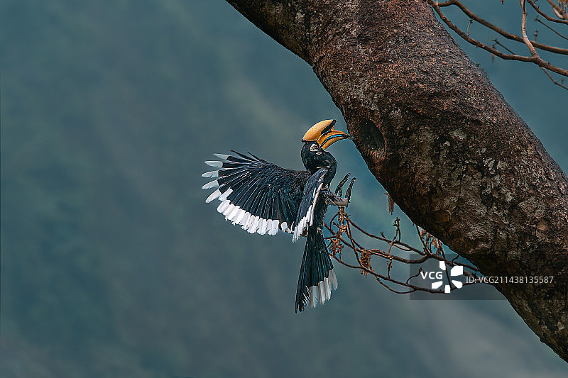 冠斑犀鸟图片素材