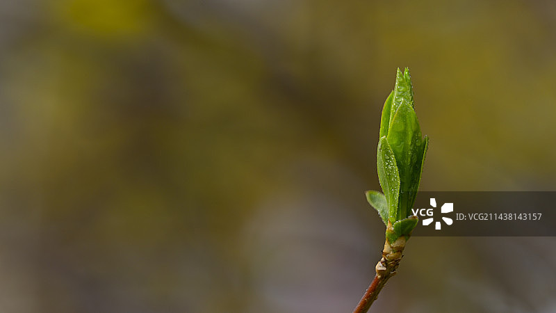 模糊背景下的植物发芽特写镜头图片素材