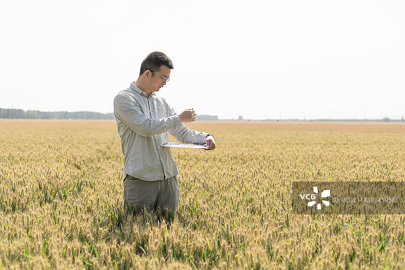亚裔青年男子在麦田高科技农业图片素材