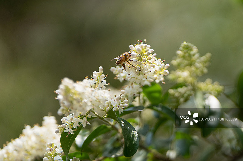 在女贞花采蜜的小蜜蜂图片素材