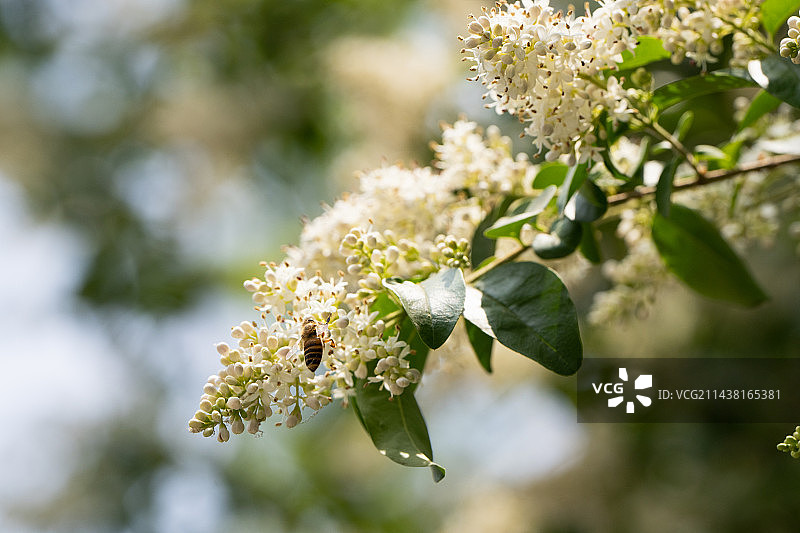 在女贞花采蜜的小蜜蜂图片素材