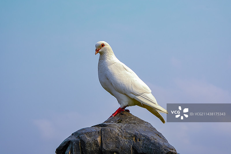 站立的白鸽图片素材