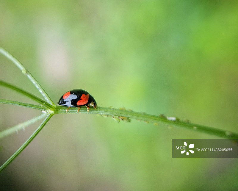 走平衡木的瓢虫图片素材