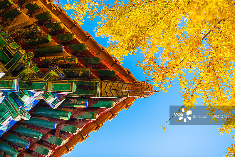 秋天的金色银杏叶和古建筑屋檐图片素材