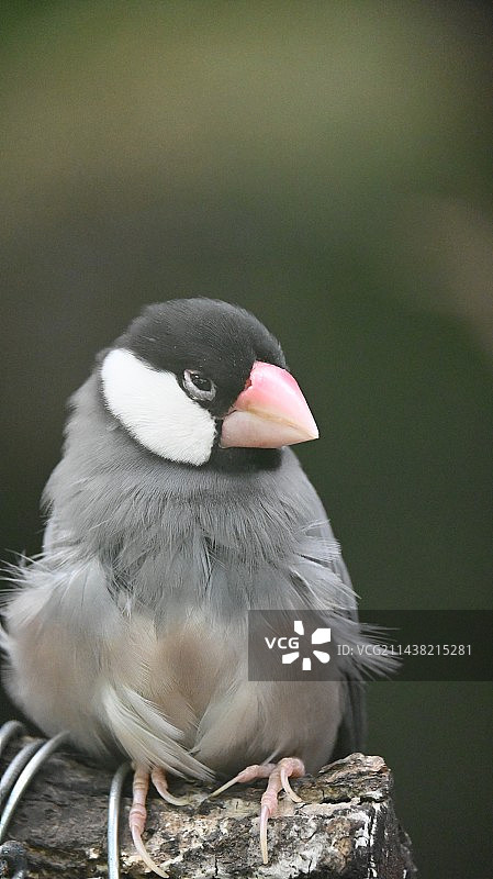 动物园小动物特写集锦图片素材