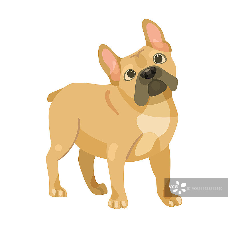 等待命令的可爱法国斗牛犬卡通图片素材