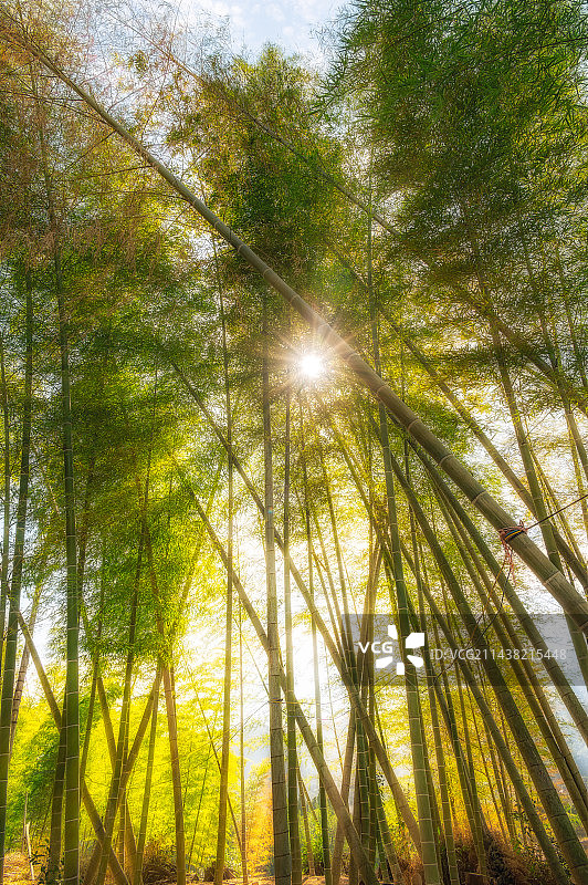 茂林美竹图片素材