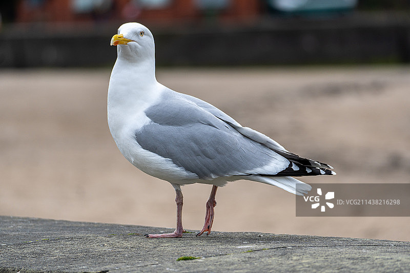 海鸥特写图片素材