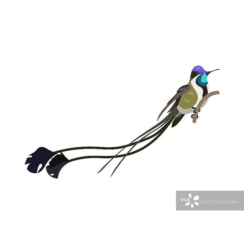 奇妙的国王长尾蜂鸟和热带风光图片素材