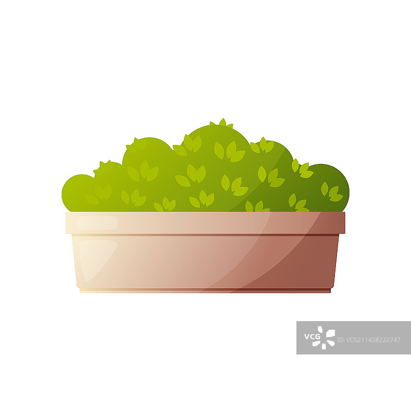 长方形盆栽中的小灌木图片素材