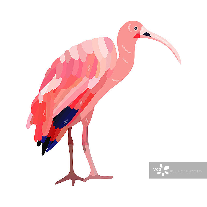 粉红色的朱鹭和热带亮色鸟类图片素材