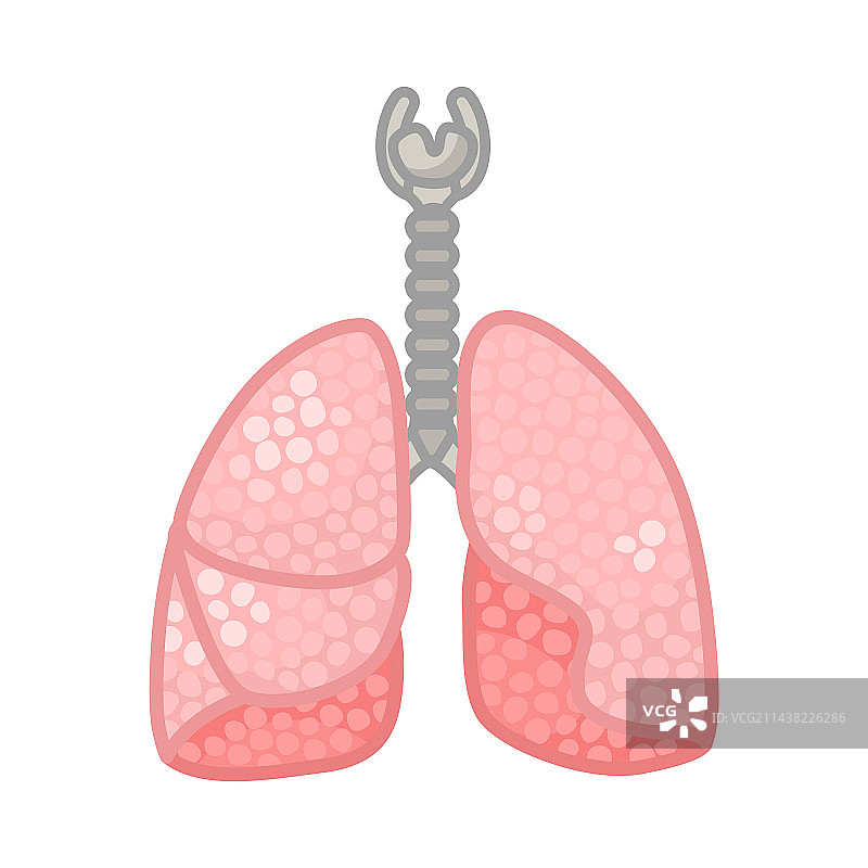 女性身体的肺部图片素材