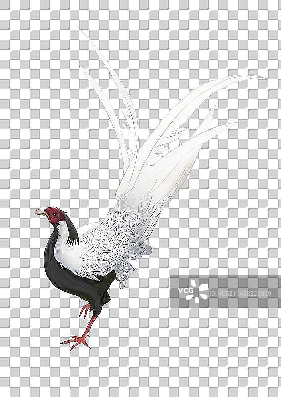 凤凰鸟白鹇图片素材
