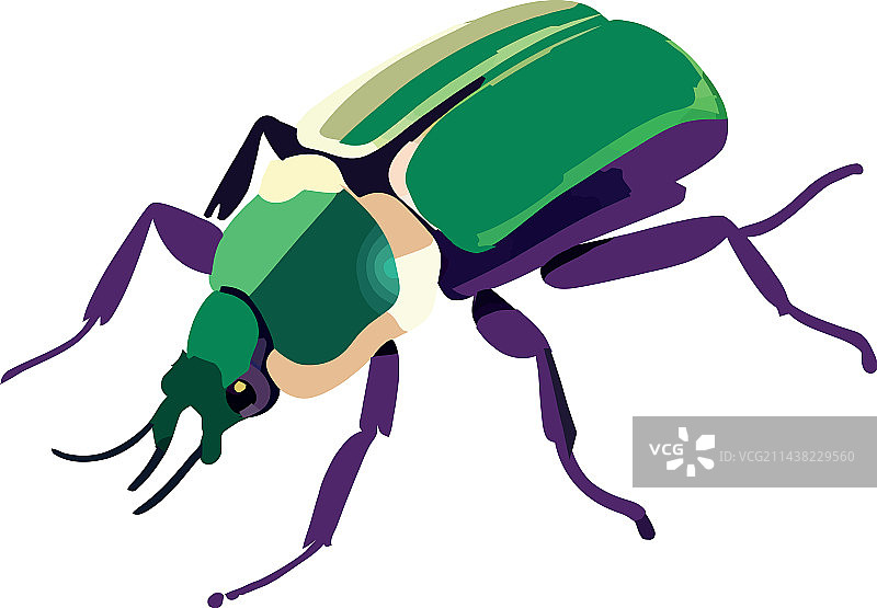 独立小圣甲虫图片素材