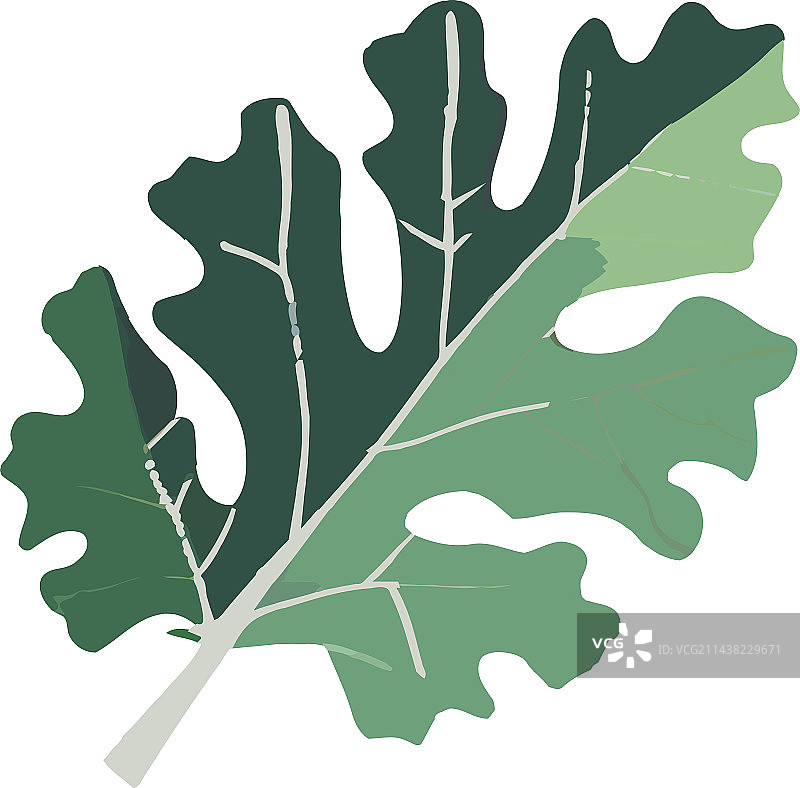 绿叶象征着自然的生长图片素材