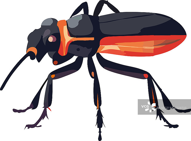 小型圣甲虫图片素材