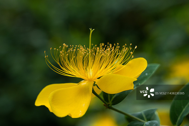 金丝桃图片素材