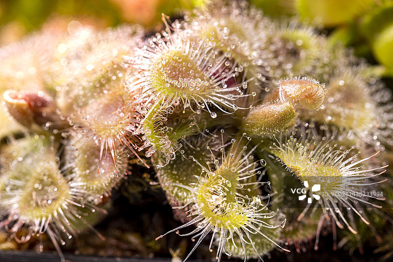 茅膏菜图片素材