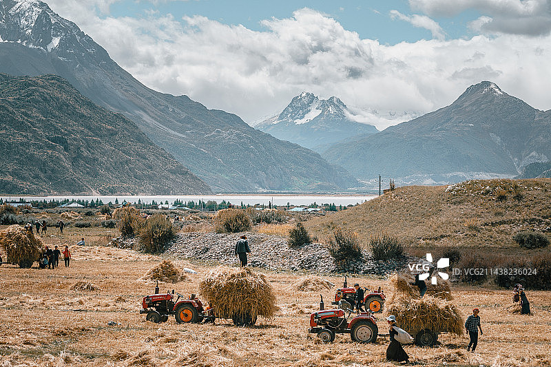 秋收12图片素材