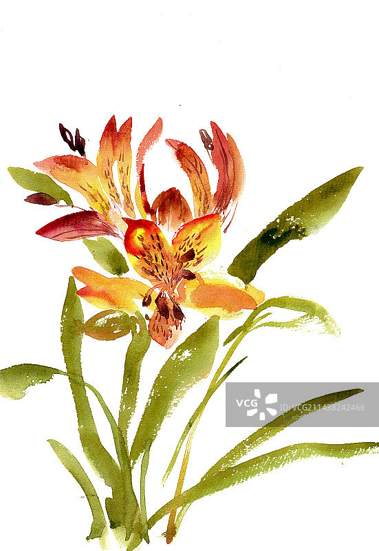 盛开的百合花图片素材