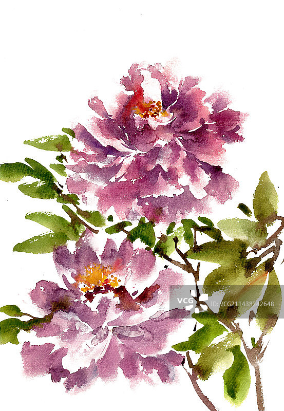 紫色的牡丹花图片素材