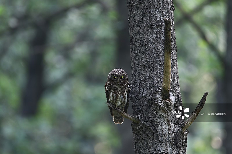 呆呆萌萌的斑头鸺鹠图片素材