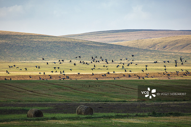 锡林郭勒草原上的蓑羽鹤集群图片素材
