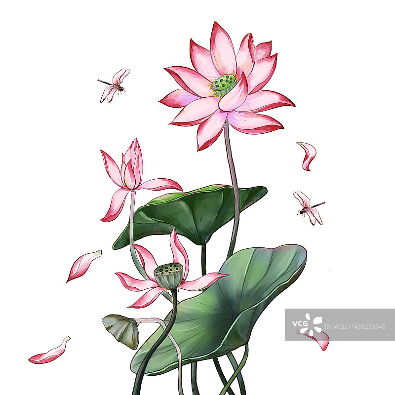 夏日荷花图片素材