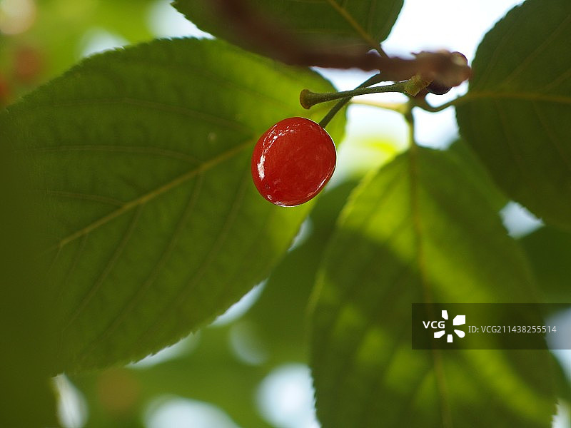 青岛崂山北宅樱桃园图片素材
