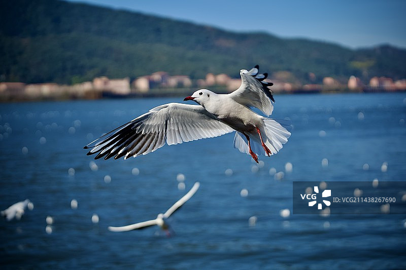 海鸥图片素材