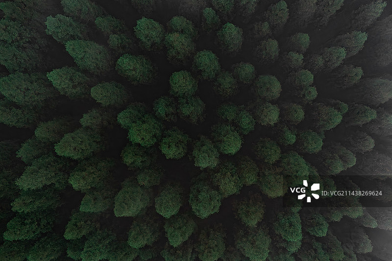 成都彭州中坝森林雾天图片素材