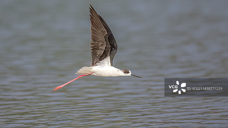 黑翅长脚鹬图片素材