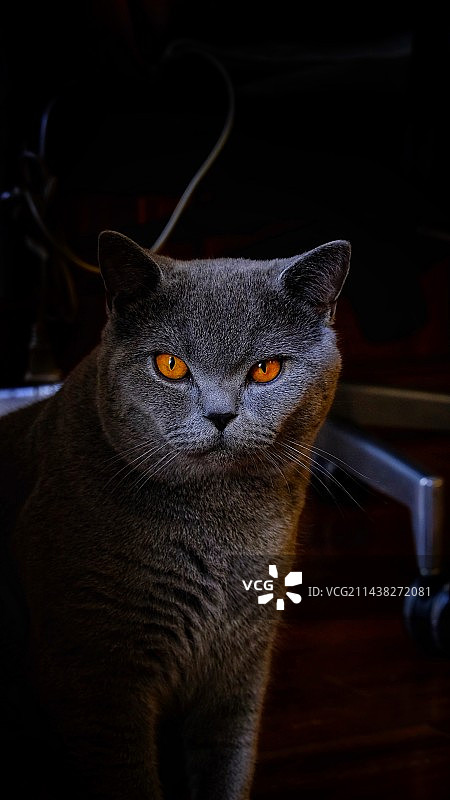 英短蓝猫图片素材