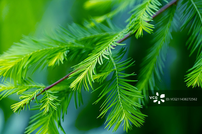 五月的落羽杉图片素材