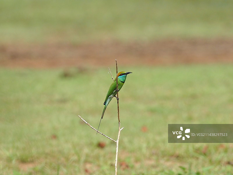 独立枝头图片素材