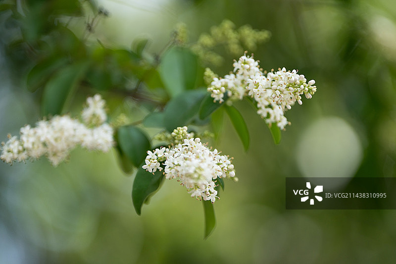 女贞花开，春暖花香图片素材